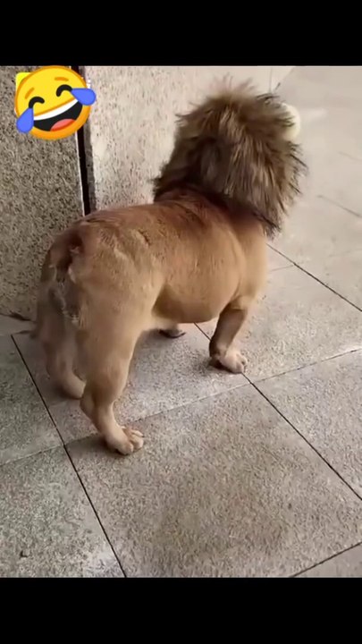 Funny dog video