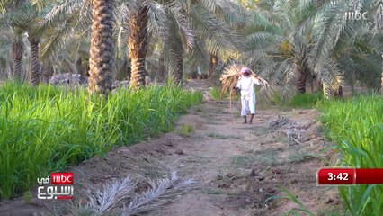 موسم التمور في القصيم "أبو حصيّن" تعلق بنخيله وحرص على العناية به على مدى عقود   المزيد في التقرير مع أحمد العثمان