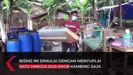 Raih Cuan Dari Ternak Domba Millenial
