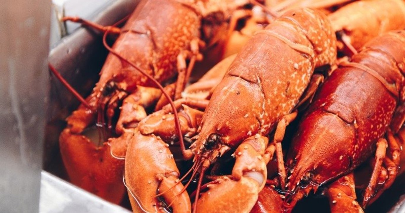 Royaume-Uni : il pourrait bientôt être interdit de faire bouillir des homards vivants