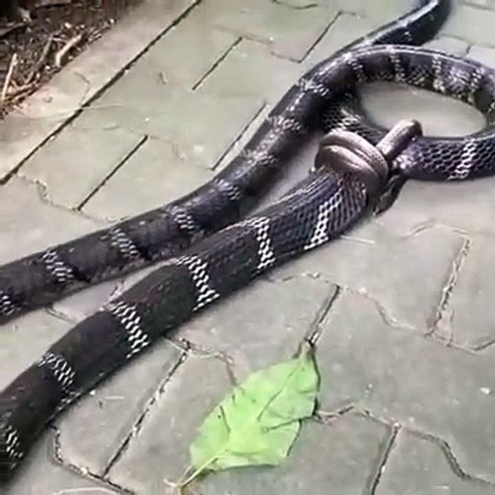 King Cobra Eating Snake and Bird