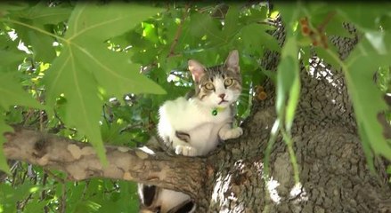 KÖPEKTEN KORKUP AĞACA ÇIKAN 'BONCUK' İÇİN SEFERBER OLDULAR