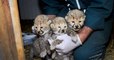 Charente-Maritime : trois adorables bébés guépards sont nés au zoo de la Palmyre