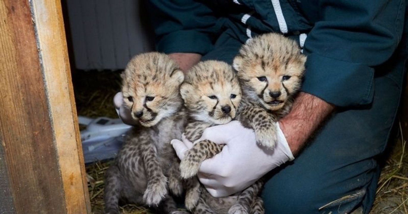Charente-Maritime : trois adorables bébés guépa...