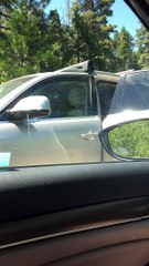 Locked Doors Keep Curious Bear from Driver