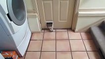 Kedi için yapılan kapıdan eve girmeye çalışan köpek