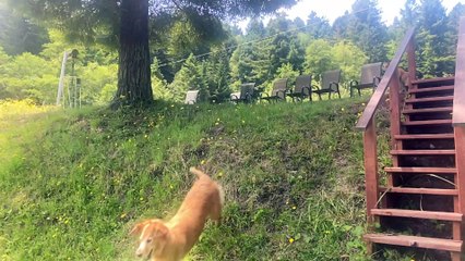 Silken Windhound Puppy Tumbles Down Hill
