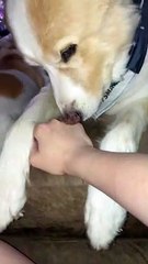 Adorable Pet-o-Matic 3000 Malfunctions