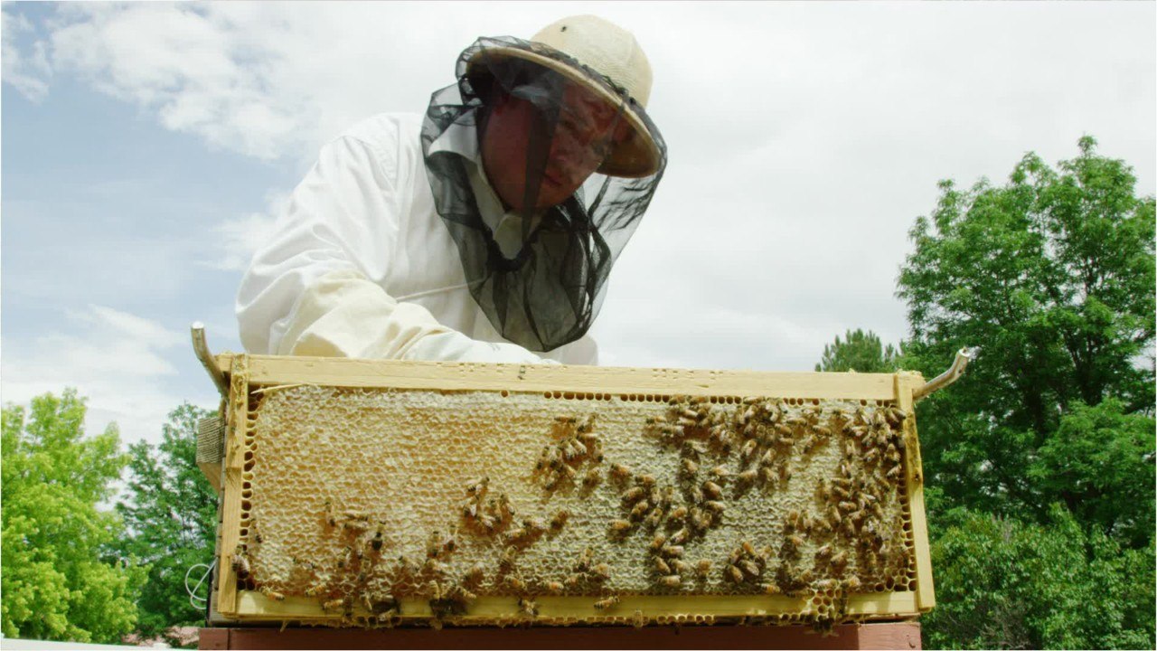 HONEY FACTS