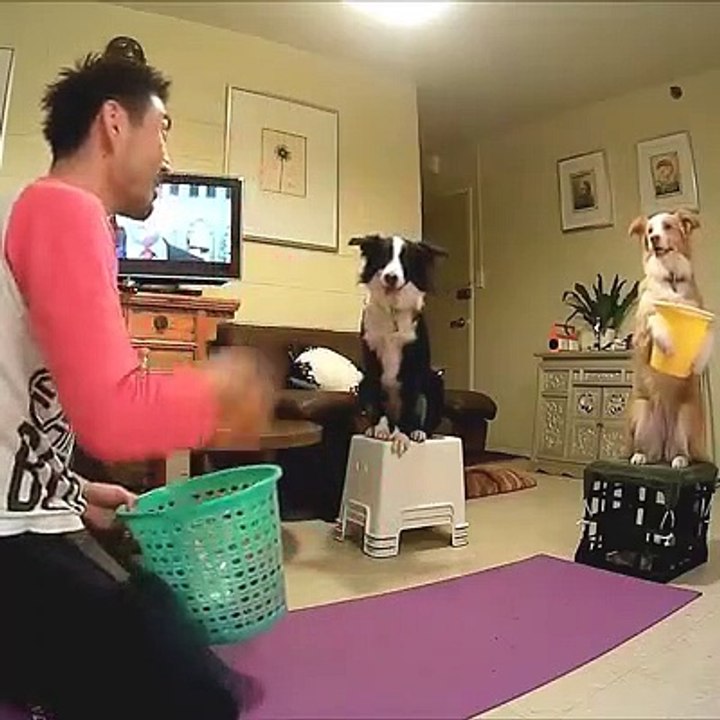 Sevimli oyuncu köpekler