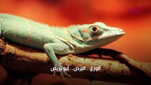 تفسير رؤية وزغ في المنام