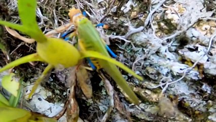 Rainbow colored katydid in Amazon rainforest is actually toxic 4K