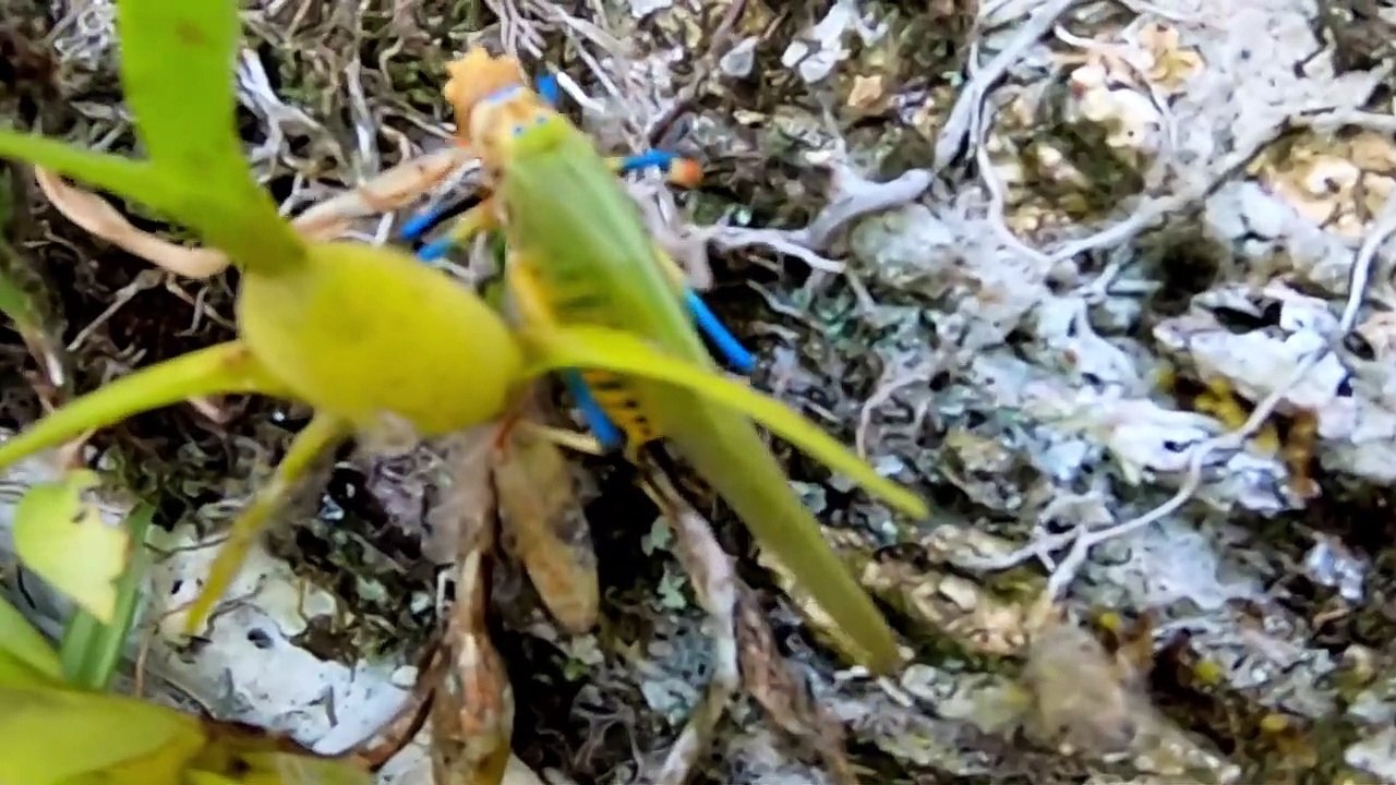 Rainbow colored katydid in Amazon rainforest is actually toxic 4K