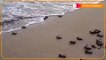 Newly hatched turtles head for the sea in Singapore