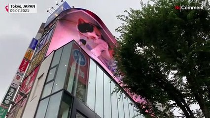 3D giant cat billboard turning heads in Tokyo