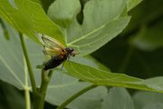 For Their Final Act, Baby Brood X Cicadas Are About to Start Falling Out of Trees