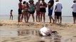 Sauvetage d'un grand requin blanc échoué sur la plage