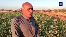 المزارع محمود الزعبي يعيد زراعة البطيخ إلى سهل حوران