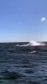 VÍDEO | Mamãe baleia jubarte ensina filhote a saltar e encanta turistas no Estado