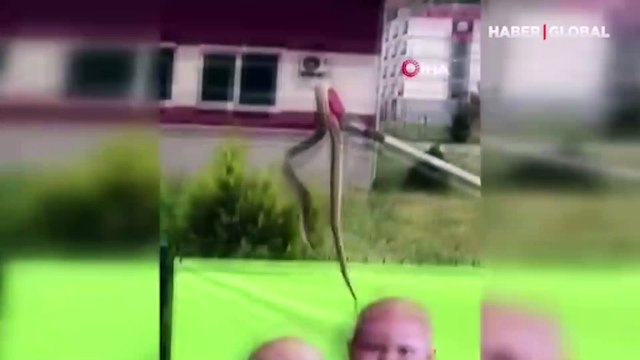 Afyonkarahisar'da ambulanstan yılan çıktı, görenler gözlerine inanamadı