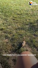 Chipmunk Gets Jealous When This Woman Talks To Other Chipmunks