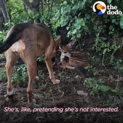 Rescue Dog Covers Baby Antelope With Kisses