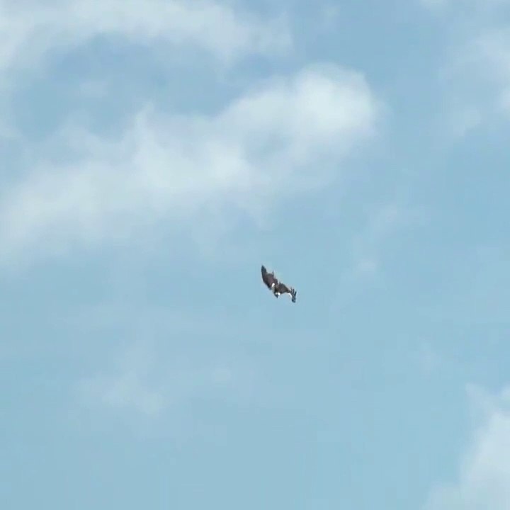 Bird catch fish in water | secret beauty of nature | catch fish