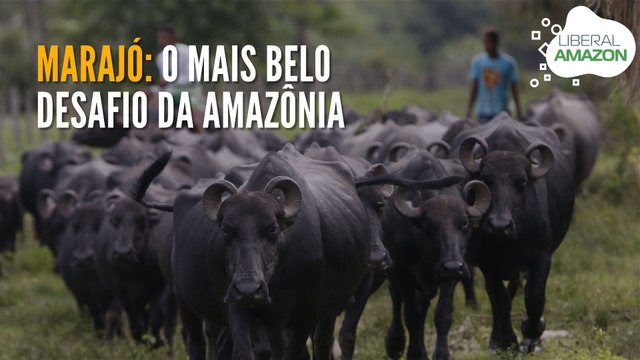 Marajó: o mais belo desafio da Amazônia