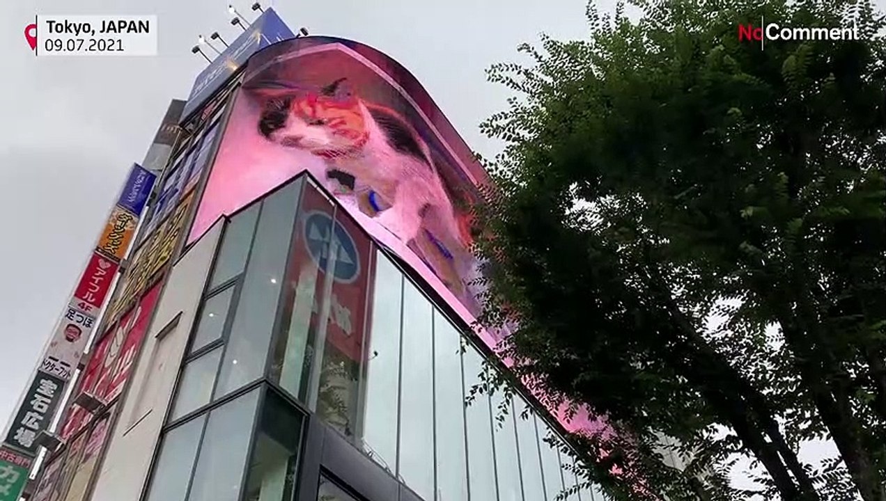 Straßenkatze - drei Etagen hoch