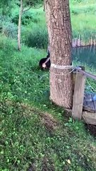 Pups from Different Paths Play Together