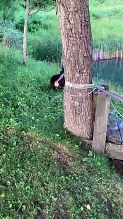Pups from Different Paths Play Together
