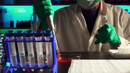 Curiosidades del mundo animal, cerdos y perros.