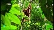 Elefantes y orangutanes, curiosidades del mundo animal.