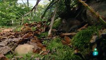 La selva Negra de Alemania. Lugares extraordinarios del mundo.