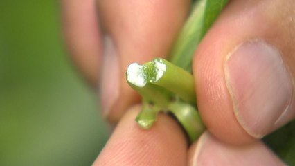 [新농비] 야생 인삼 '잔대' 이제 나물로 먹는다. / YTN