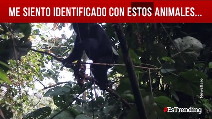 Parece que los humanos no somos los más torpes de la naturaleza...