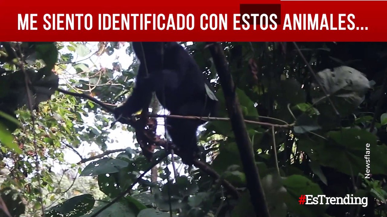 Parece que los humanos no somos los más torpes de la naturaleza...