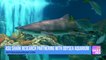 ASU Shark Research Partnering With Odysea Aquarium