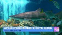 ASU Shark Research Partnering With Odysea Aquarium