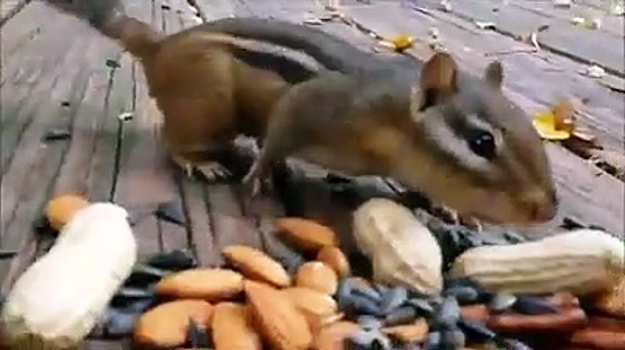 Sincap fıstık götürüyor