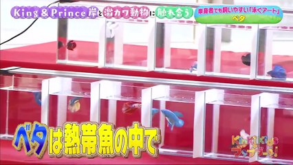 KinKi Kidsのブンブブーン 2021年7月10日　King＆Prince岸優太と癒し動物
