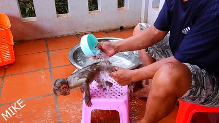 Cute Baby Monkey Is Very Lovely