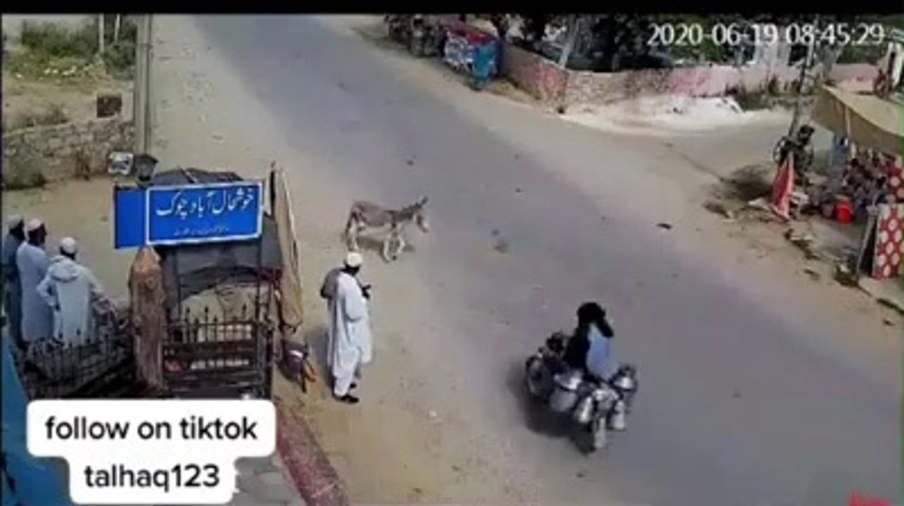 Funny News | Animal Prank