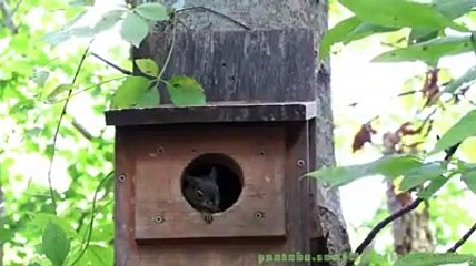 Birbirinden sevimli sincaplar