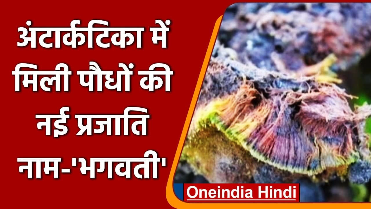 Antarctica में Indian Scientists ने खोजी पौधे की नई प्रजाति,  नाम दिया 'Bhagwati' । वनइंडिया हिंदी