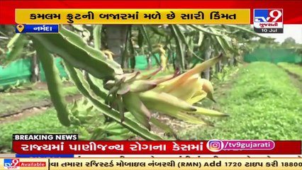 Farmers get 100% aid for Dragon fruit farming _ Narmada _ Tv9GujaratiNews