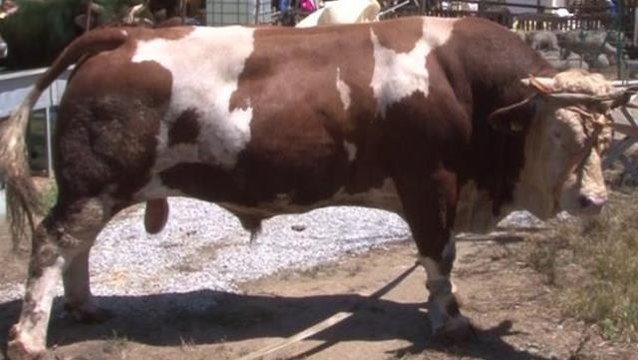 Tuzla'daki kurban pazarının gözdesi 1.5 tonluk Minik alıcısını bekliyor