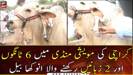 A unique bull with 6 legs and 2 tongues in Karachi Cattle Market