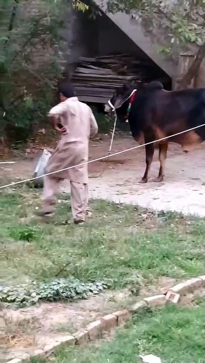 Cows for sacrifice in Indonesia