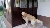 Kapıyı açmak için anahtar kullanabilen köpeğin yeteneği şaşırttı